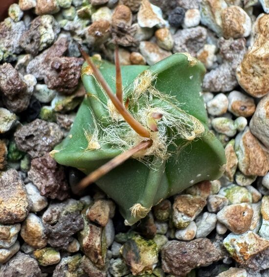  ASTROPHYTUM CULTIVAR Nr. 29