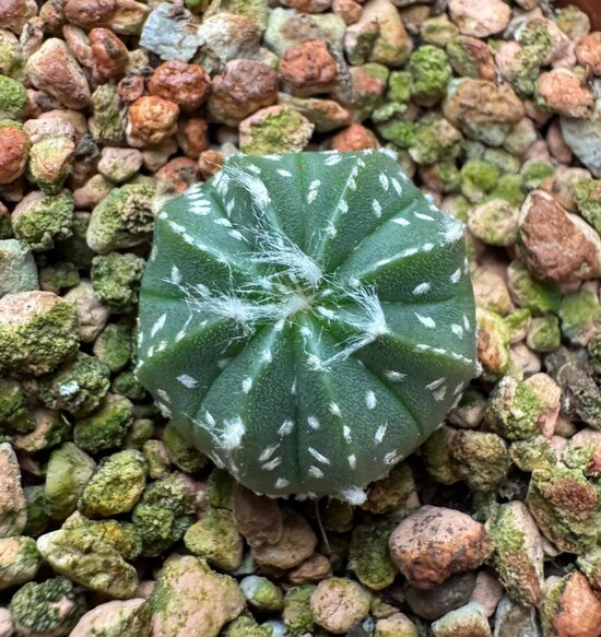 ASTROPHYTUM CULTIVAR Nr. 30