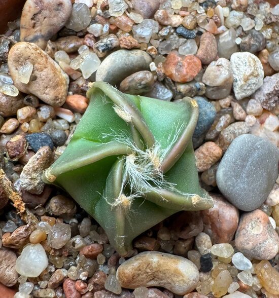 ASTROPHYTUM CULTIVAR Nr. 31