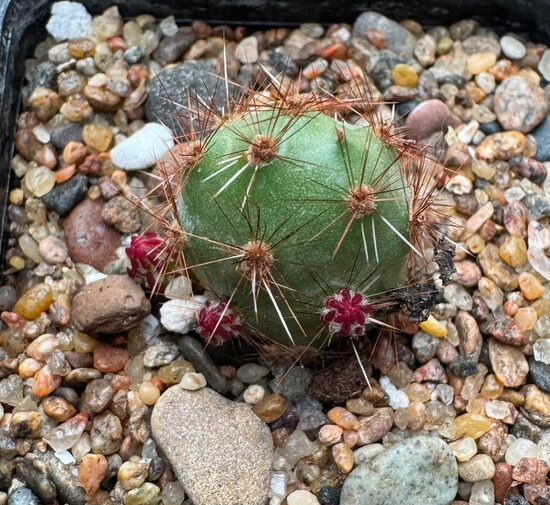 Opuntia Nr 32