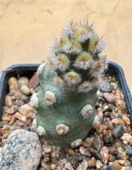 Tephrocactus Molinensis Nr33
