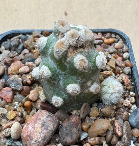 Tephrocactus Molinensis Nr 34