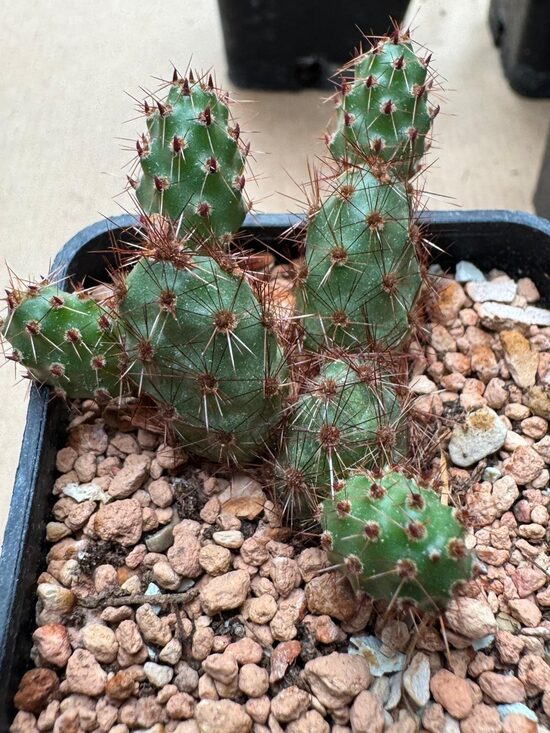 Opuntia Nr 35