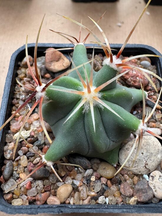 Ferocactus sp. 