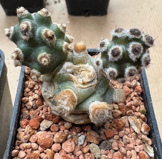 Tephrocactus Molinensis Nr 36