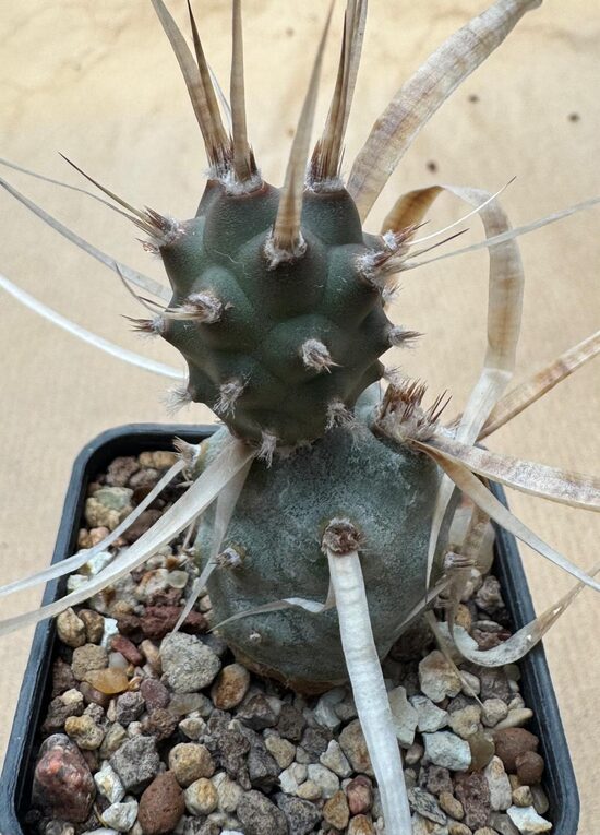 Tephrocactus Articulatus Nr 37