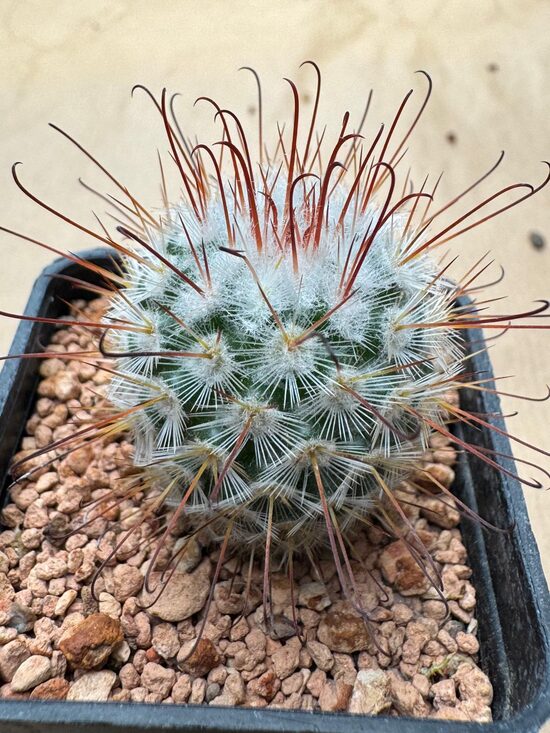 Mammillaria Nr 38