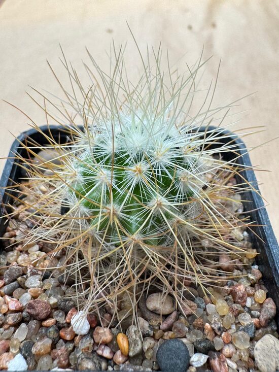 Mammillaria Nr 40