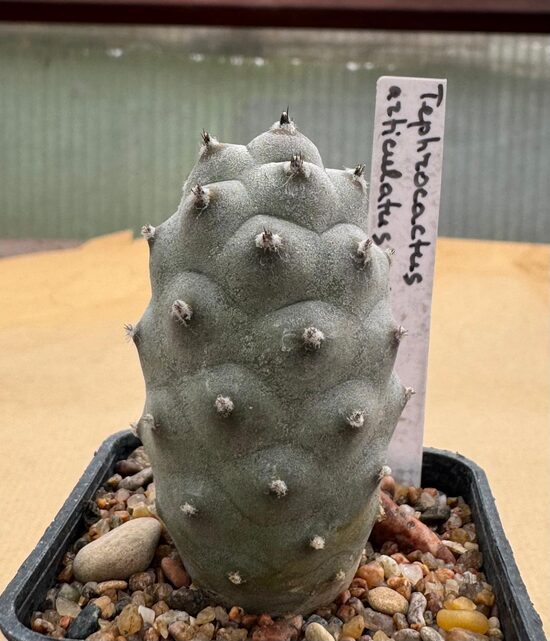 Tephrocactus articulatus Inermis