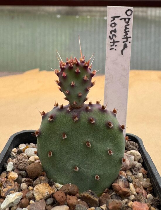 Opuntia Horstii