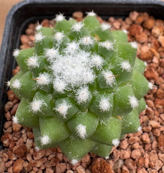 Mammillaria Nr 41