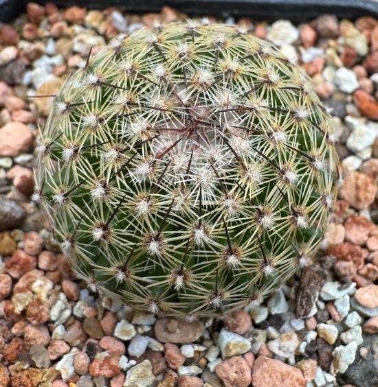 Mammillaria Nr 42