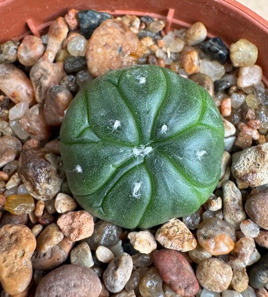 ASTROPHYTUM CULTIVAR Nr 43