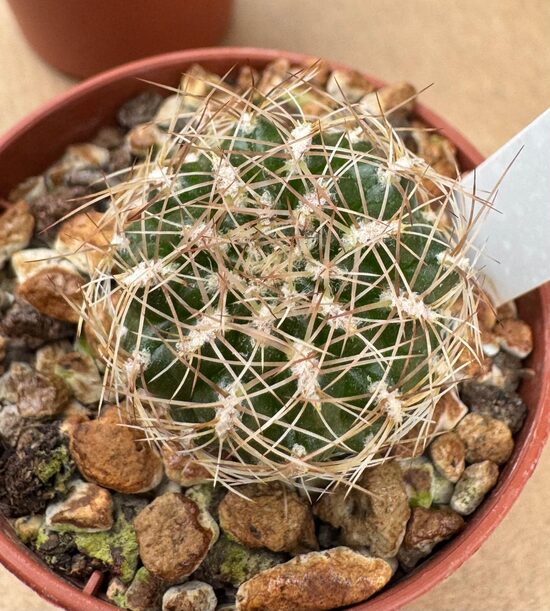 Sulcorebutia Cylindrida