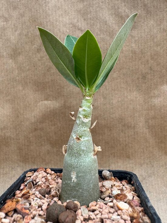 Adenium Arabicum "White Pearl"