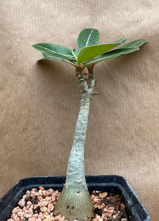 Adenium Obesum