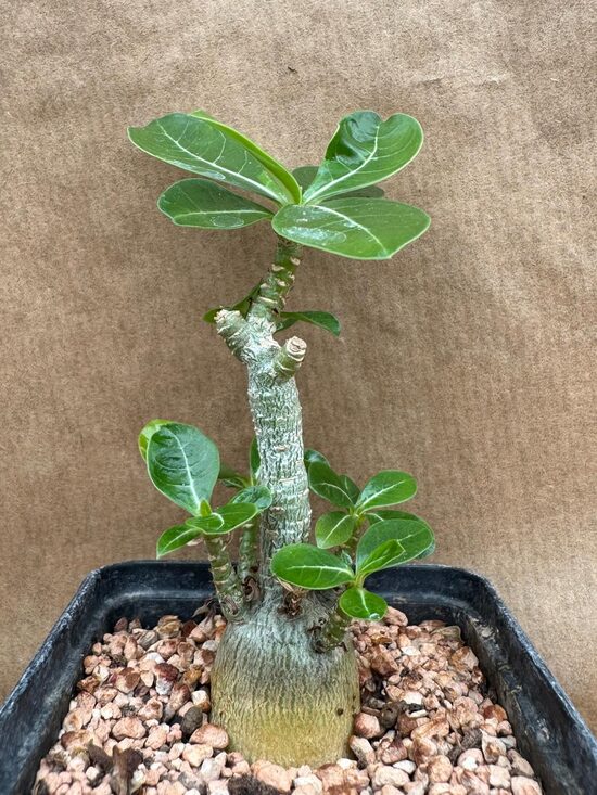Adenium Arabicum
