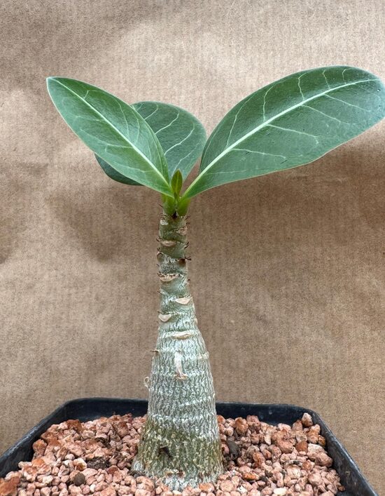Adenium Arabicum 