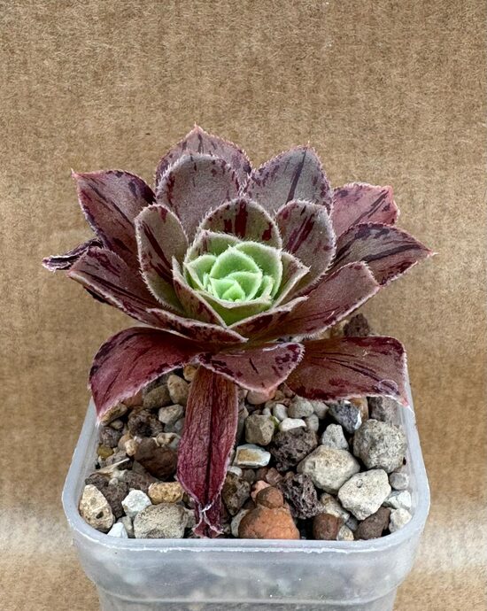 Sukulents Aeonium Nr1