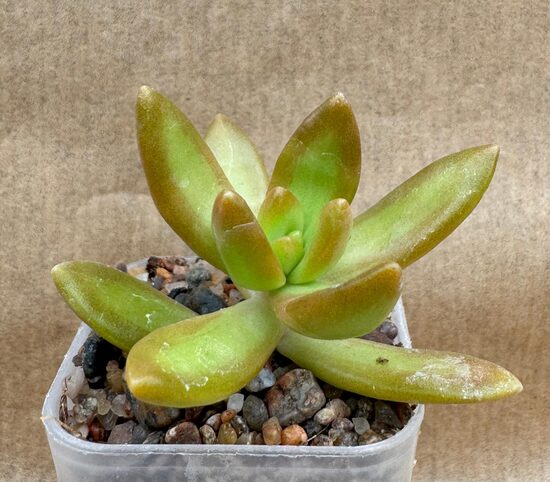 Sukulents Sedum Nr 2