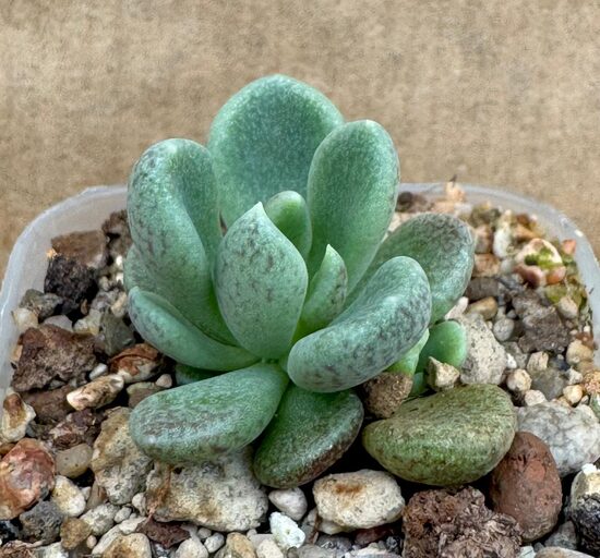 Sukulents Sinocrassula densirosulata Nr 3