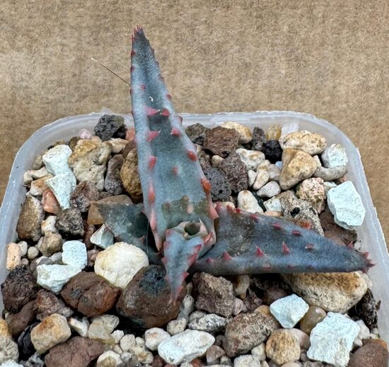 Sukulents  Haworthia sp. Nr. 4