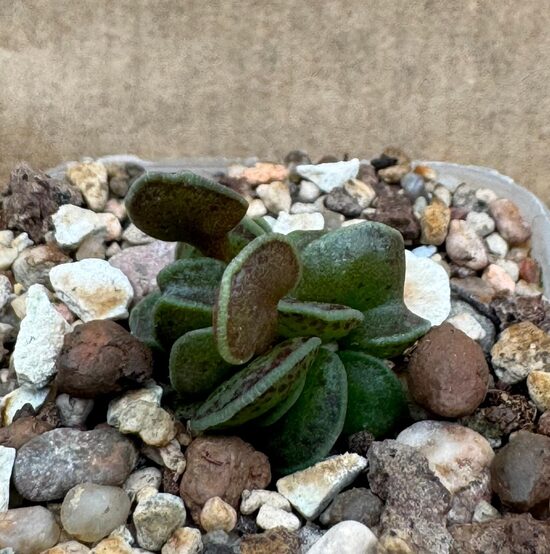 Sukulents Adromischus Nr. 5
