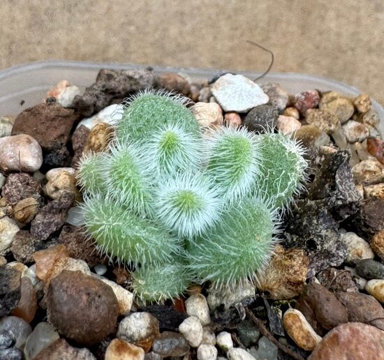Sukulents Sedum Mocinianum Nr. 6