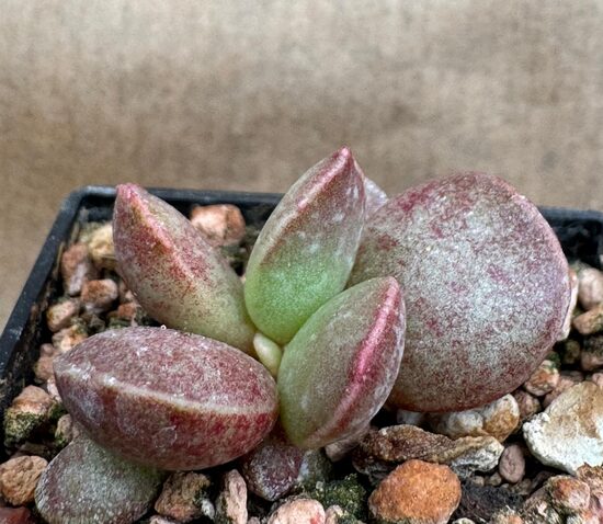 Sukulents Adromischus Nr. 8
