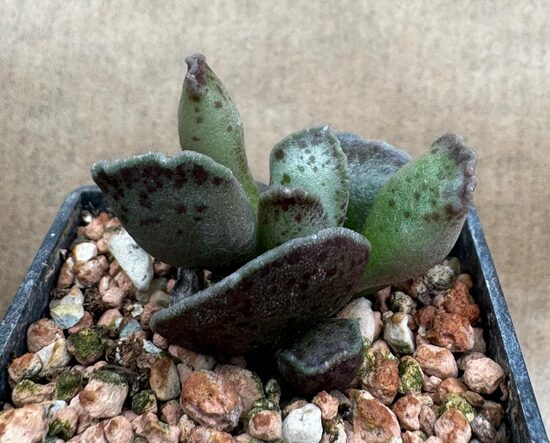 Sukulents Adromischus Nr. 9