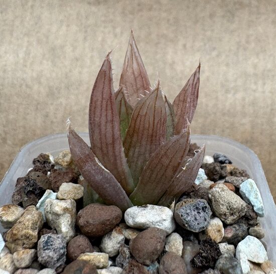 Sukulents Haworthia Nr. 10