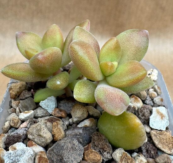 Sukulents Sedum  Nr. 11