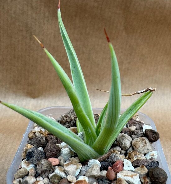Sukulents Haworthia Nr. 12