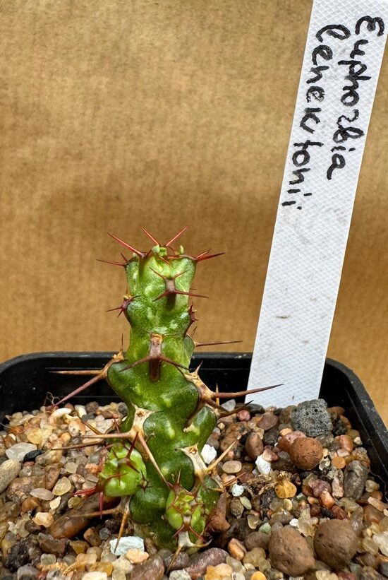 Sukulents Euphorbia Lenewtonii