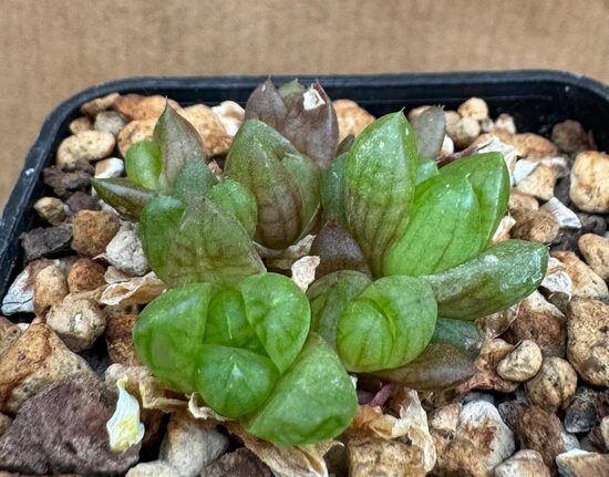 Sukulents Haworthia Cooperii mini