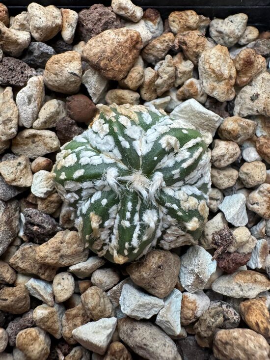 ASTROPHYTUM CULTIVAR Nr. 7