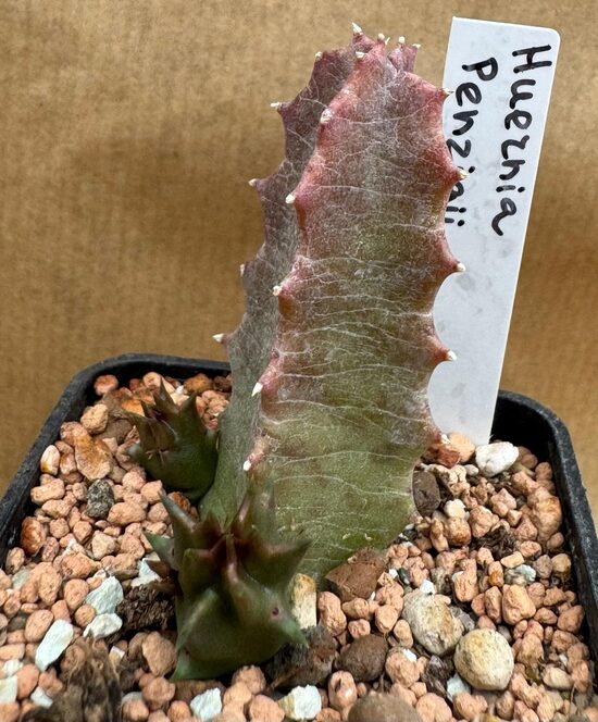 Huernia Persii