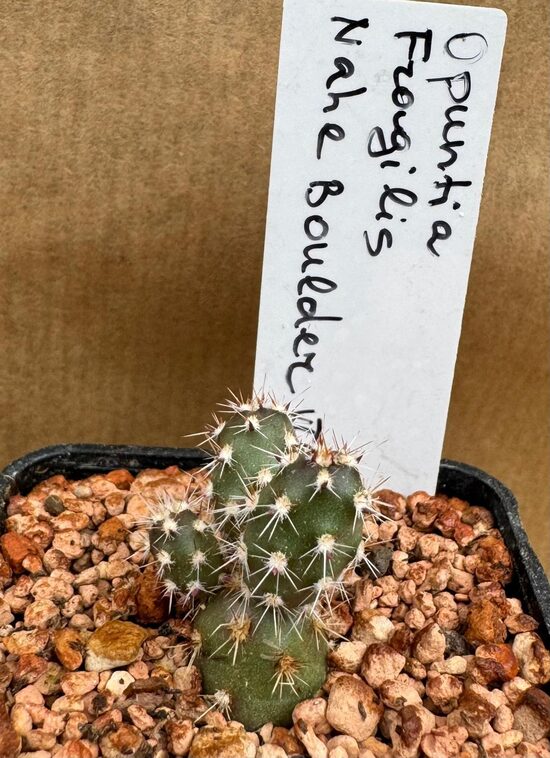 Opuntia Fragilis