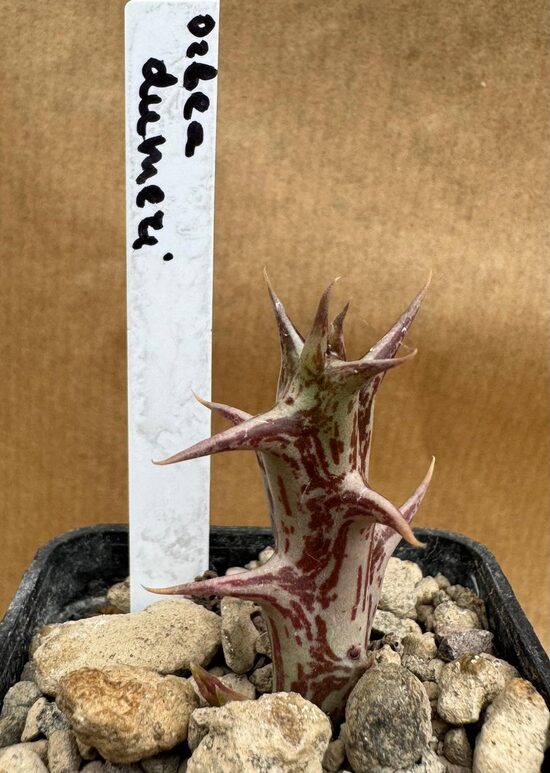 Sukulents Orbea Dumeri