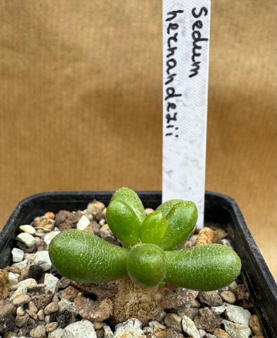 Sukulents Sedum Hernandezii 