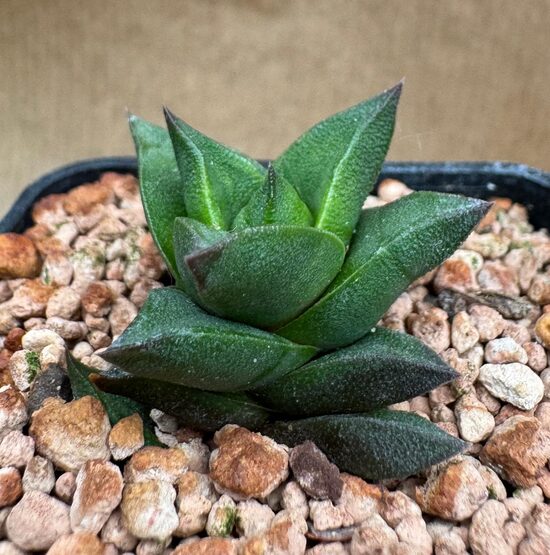 Sukulents Haworthia Nr. 13