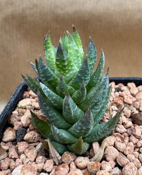  Sukulents Haworthia Nr. 14