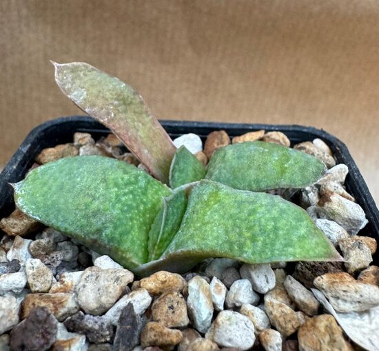 Gasteria Brevifolia
