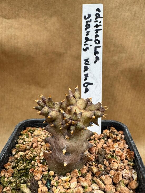 Edithcolea Grandis
