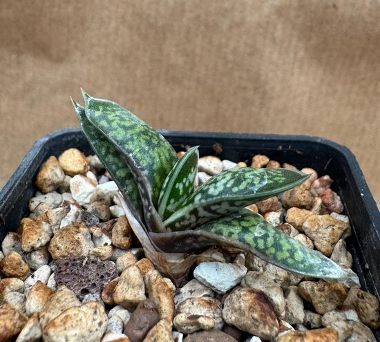 Gasteria Liliputana