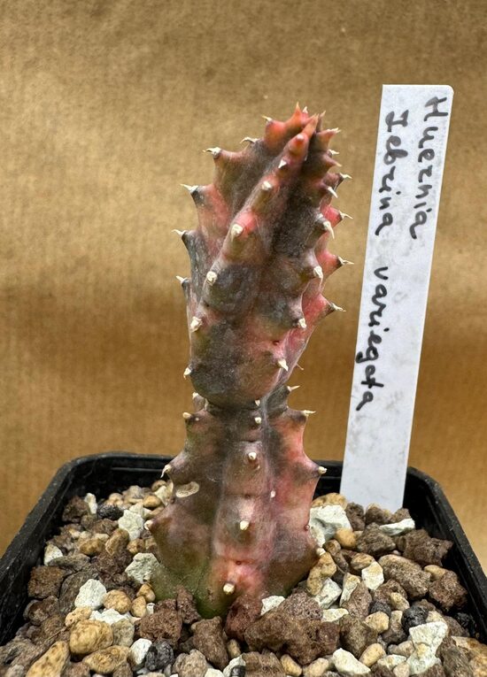 Huernia Zebrina variegata