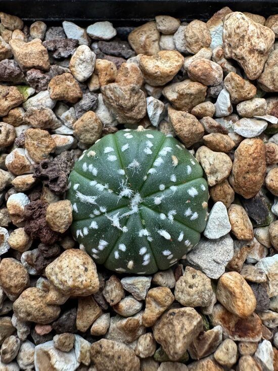 ASTROPHYTUM hybrid Nr.8