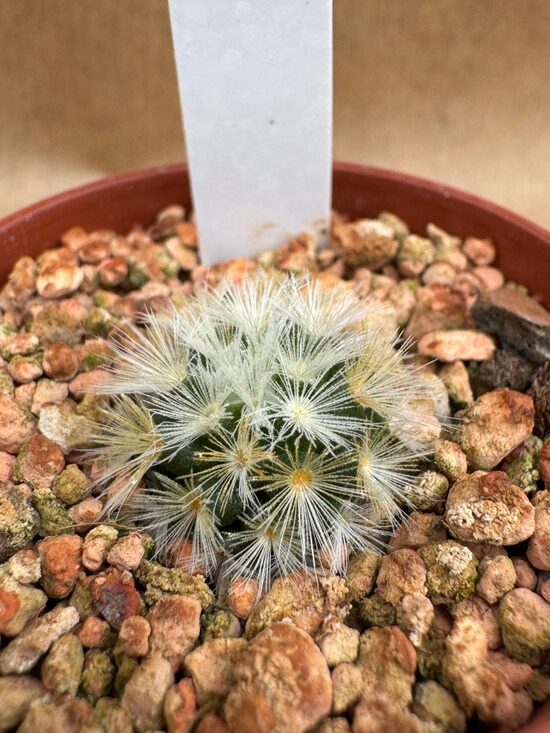 Mammillaria Carmenae