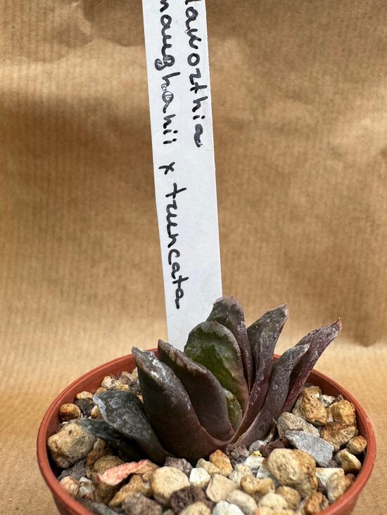 Haworthia Maughanii truncata