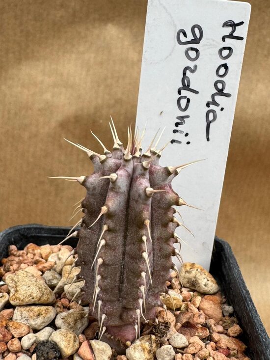 Hoodia Gordonii